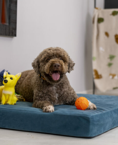 Loolka Anti-Pressure Pet Bed